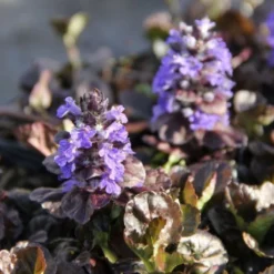 Blütenland (Üppig Gestalteter Halbschatten) -Gartenpflanzen Verkaufsladen 2003818 Bluetenland UEppig 20gestalteter 20Halbschatten 4