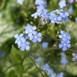 Blütenland (Üppig Gestalteter Halbschatten) -Gartenpflanzen Verkaufsladen 2003818 Bluetenland UEppig 20gestalteter 20Halbschatten 6