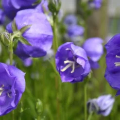 Blütenland (Üppig Gestalteter Halbschatten) -Gartenpflanzen Verkaufsladen 2003818 Bluetenland UEppig 20gestalteter 20Halbschatten 8