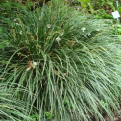 Blütenland (Üppig Gestalteter Halbschatten) -Gartenpflanzen Verkaufsladen 2003818 Bluetenland UEppig 20gestalteter 20Halbschatten 9