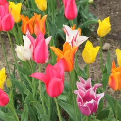 Tulpenmischung 'Karneval' (Garten-Tulpenmischung)