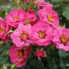 Rose 'Orienta® Djamila' (Persische Rose) -Gartenpflanzen Verkaufsladen 2003900 Rose 20Orienta 20Djamila Persische 20Rose 1 3f21b0db 91ae 4ab7 9767 9d691db50b48