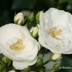 Rose 'Innocencia' (Bienenweiderose)