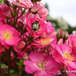 Rose 'Lupo' (Bienenweiderose)