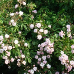 Rose 'Guirlande Rose' (Rambler) -Gartenpflanzen Verkaufsladen 2003913 Rose 20Guirlande 20Rose Rambler 2