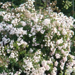 Rose 'Guirlande Rose' (Rambler) -Gartenpflanzen Verkaufsladen 2003913 Rose 20Guirlande 20Rose Rambler 3