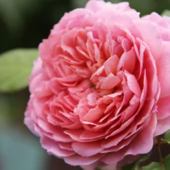 Rose 'Eisvogel' (Edelrose)