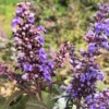 Vitex 'Flip Side' (Mönchspfeffer)