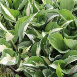Hosta 'Amazone' (Funkie)