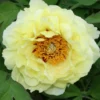 Paeonia Lutea-Hybr. 'Oukan' (Strauchpfingstrose)