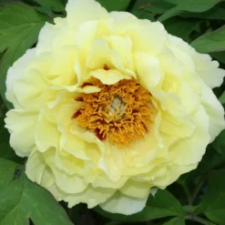 Paeonia Lutea-Hybr. 'Oukan' (Strauchpfingstrose)