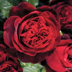 Rose 'Admiral' (Nostalgie®-Edelrose)