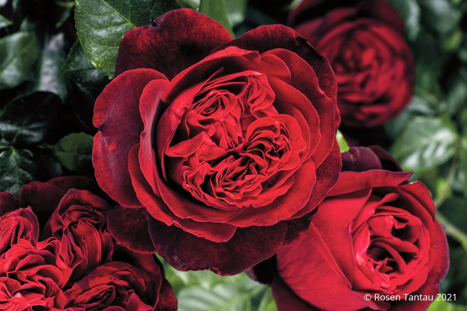 Rose 'Admiral' (Nostalgie®-Edelrose) 3 Rose 'Admiral' (Nostalgie®-Edelrose)