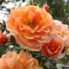 Rose 'Arabia' (Strauchrose)