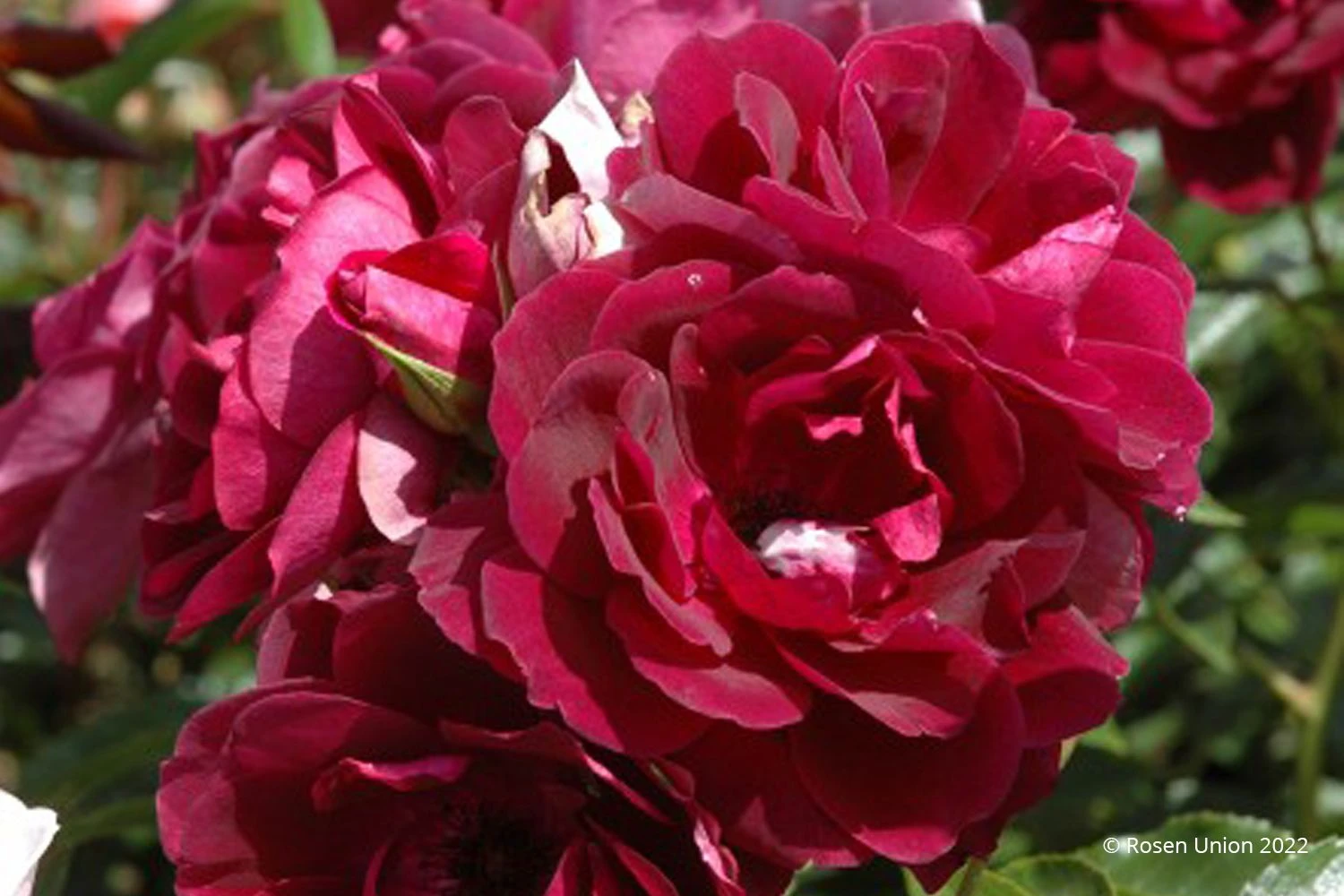 Rose 'Burgundy Ice' (Strauchrose) 3 Rose 'Burgundy Ice' (Strauchrose)