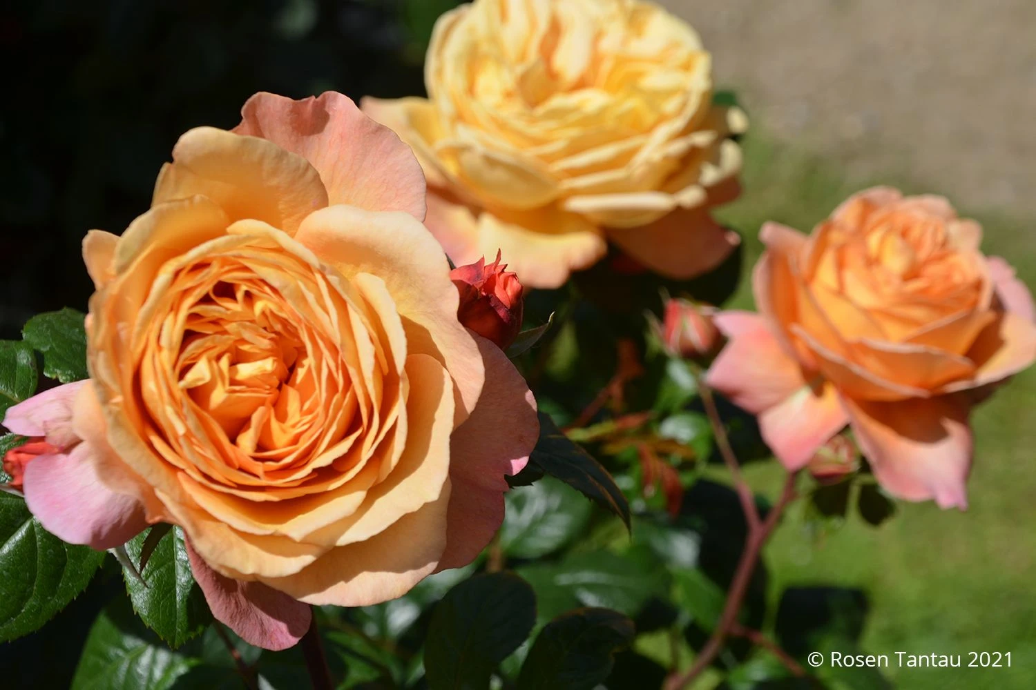 Rose 'Capri' (Nostalgie®-Edelrose) 3 Rose 'Capri' (Nostalgie®-Edelrose)