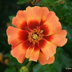 Rose 'Flame Babylon Eyes' (Beetrose)