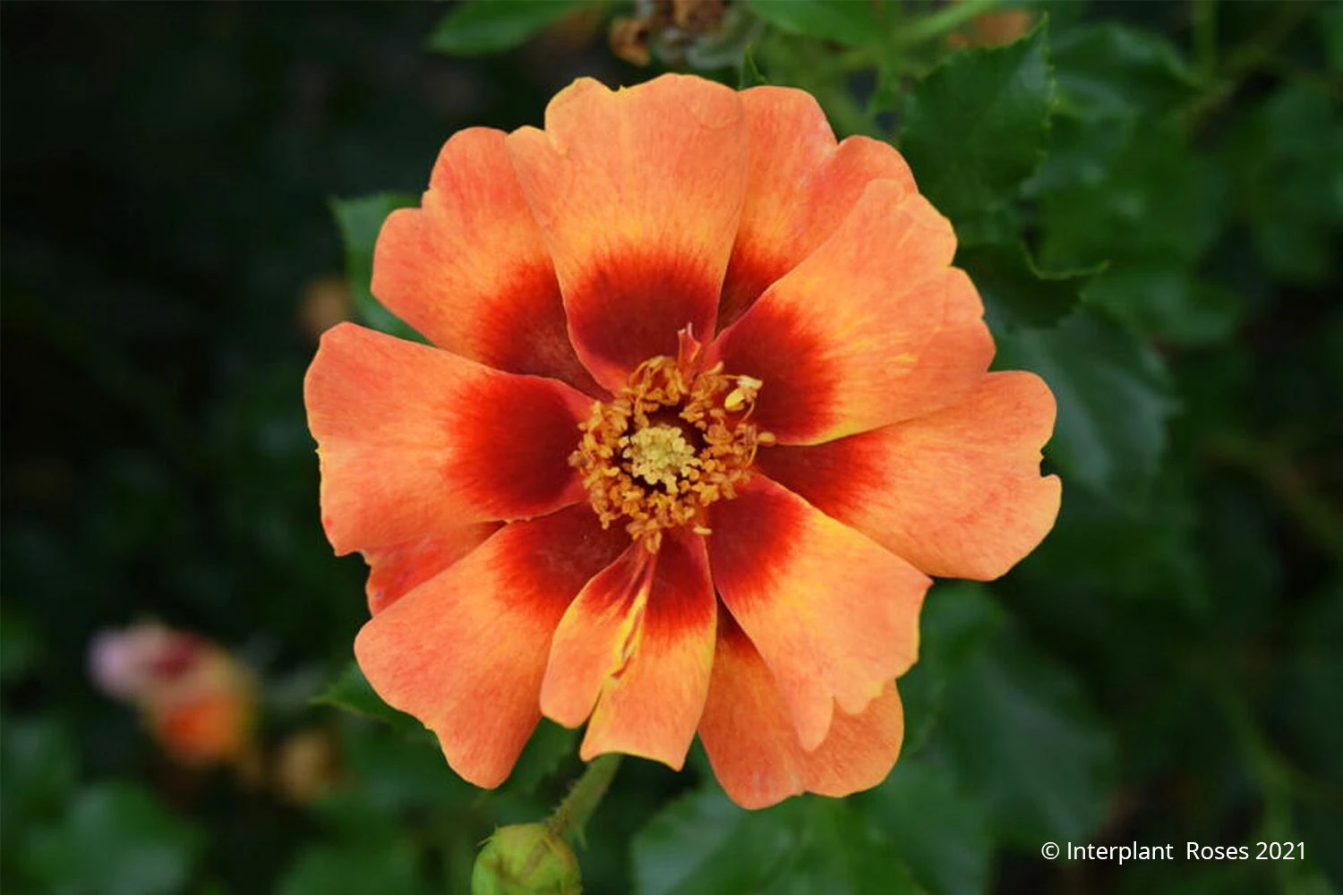 Rose 'Flame Babylon Eyes' (Beetrose) 3 Rose 'Flame Babylon Eyes' (Beetrose)