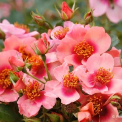 Rose 'Orienta® Shila' (Persische Rose)