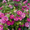 Rose Gallica 'Officinalis' (Historische Rose IApothekerrose) -Gartenpflanzen Verkaufsladen 2004411 Rose 20gallica 20Officinalis Historische 20Rose 20I 20 20Apothekerrose 1