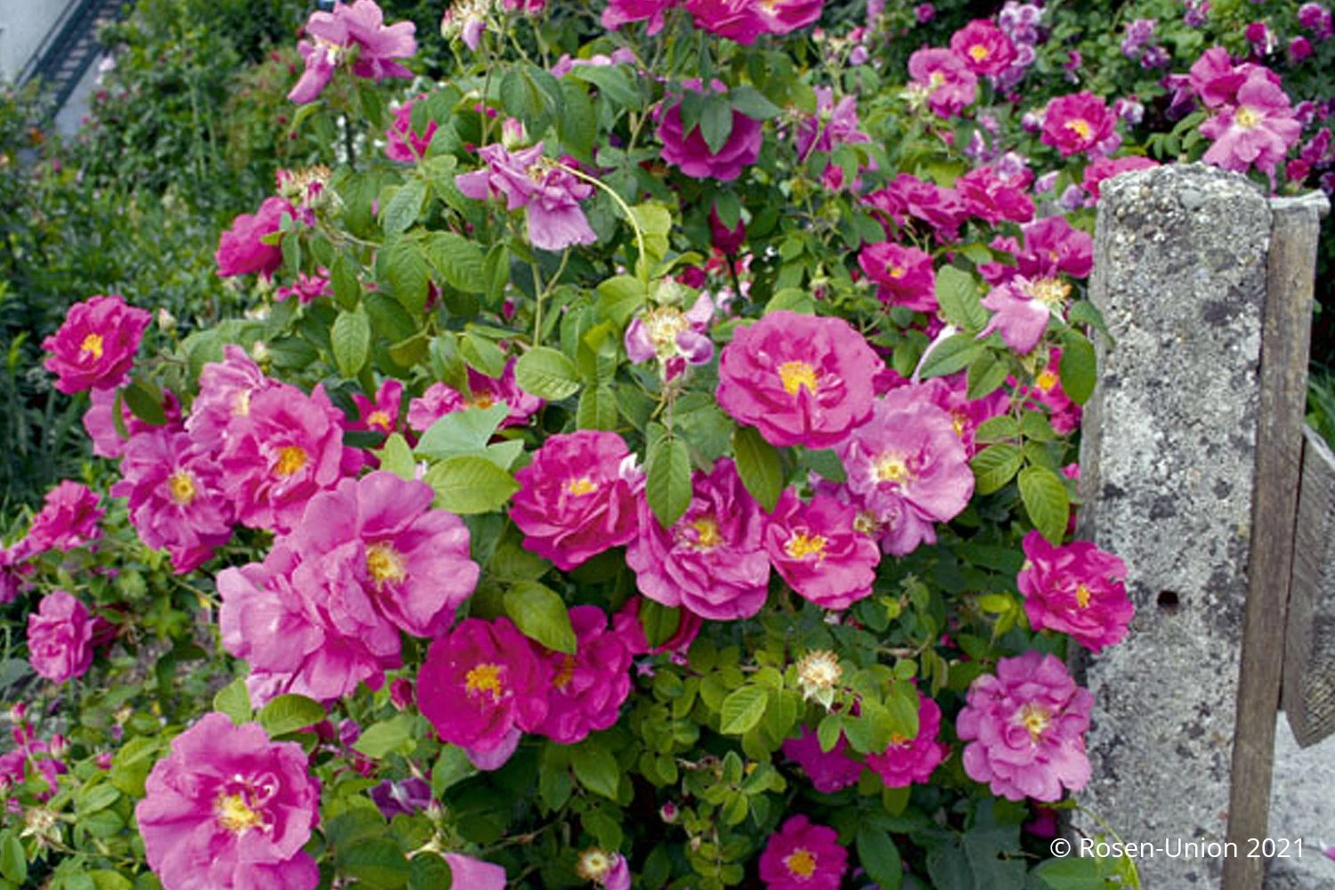 Rose Gallica 'Officinalis' (Historische Rose IApothekerrose) 3 Rose Gallica 'Officinalis' (Historische Rose IApothekerrose)