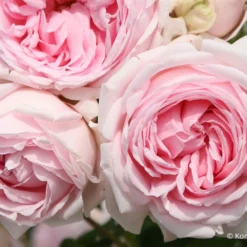 Rose 'Wellenspiel' (Strauchrose)