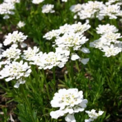 Der Berg Ruft (Maximale Blütenfreude Für Raue Gegenden) -Gartenpflanzen Verkaufsladen 2004415 Der 20Berg 20ruft Maximale 20Bluetenfreude 20fuer 20raue 20Gegenden 10