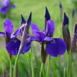 Der Berg Ruft (Maximale Blütenfreude Für Raue Gegenden) -Gartenpflanzen Verkaufsladen 2004415 Der 20Berg 20ruft Maximale 20Bluetenfreude 20fuer 20raue 20Gegenden 11