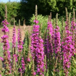 Der Berg Ruft (Maximale Blütenfreude Für Raue Gegenden) -Gartenpflanzen Verkaufsladen 2004415 Der 20Berg 20ruft Maximale 20Bluetenfreude 20fuer 20raue 20Gegenden 13