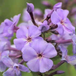 Der Berg Ruft (Maximale Blütenfreude Für Raue Gegenden) -Gartenpflanzen Verkaufsladen 2004415 Der 20Berg 20ruft Maximale 20Bluetenfreude 20fuer 20raue 20Gegenden 16