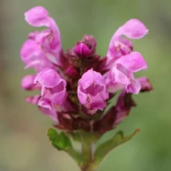Der Berg Ruft (Maximale Blütenfreude Für Raue Gegenden) -Gartenpflanzen Verkaufsladen 2004415 Der 20Berg 20ruft Maximale 20Bluetenfreude 20fuer 20raue 20Gegenden 18