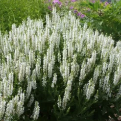 Der Berg Ruft (Maximale Blütenfreude Für Raue Gegenden) -Gartenpflanzen Verkaufsladen 2004415 Der 20Berg 20ruft Maximale 20Bluetenfreude 20fuer 20raue 20Gegenden 19