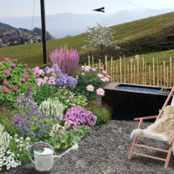 Der Berg Ruft (Maximale Blütenfreude Für Raue Gegenden) -Gartenpflanzen Verkaufsladen 2004415 Der 20Berg 20ruft Maximale 20Bluetenfreude 20fuer 20raue 20Gegenden 3