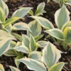 Hosta 'Autumn Frost' (Funkie | Herzblattlilie)