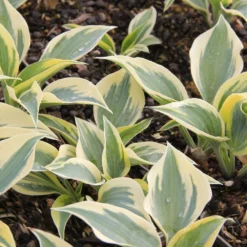 Hosta 'Autumn Frost' (Funkie | Herzblattlilie)