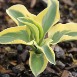 Hosta 'Mighty Mouse' (Funkie | Herzblattlilie)