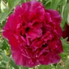 Paeonia Rockii 'Hei Mei Gui' (Strauchpfingstrose 'Schwarze Rose')