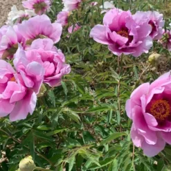 Paeonia Rockii 'Hui He' (Strauchpfingstrose 'Grauer Kranich') -Gartenpflanzen Verkaufsladen 2004643 Paeonia 20rockii 20Hui 20He Strauchpfingstrose 20Grauer 20Kranich 3 495c385f 911b 4ba2 b995 8dafc4d5371b