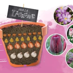 Blumenzwiebel-Lasagne (Blumenzwiebelpaket)