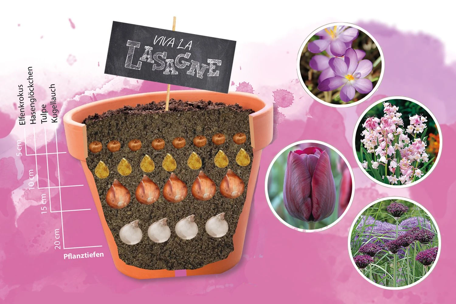 Blumenzwiebel-Lasagne (Blumenzwiebelpaket) 3 Blumenzwiebel-Lasagne (Blumenzwiebelpaket)