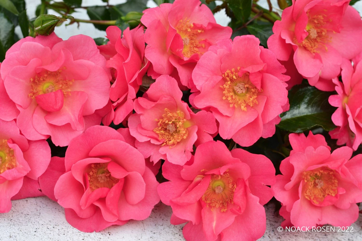 Rose 'Hoppla' (Kleinstrauchrose) 3 Rose 'Hoppla' (Kleinstrauchrose)