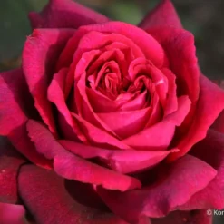 Rose 'Gräfin Diana' (Edelrose)