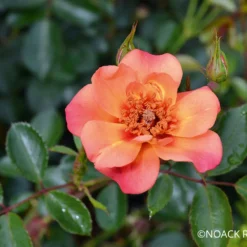 Rose 'Jojo ® Peach' (Kleinstrauchrose)