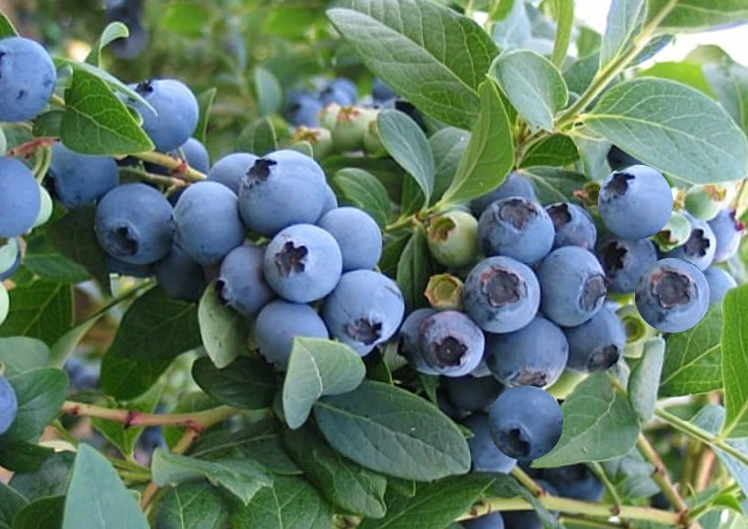 Vaccinium Corymbosum 'Elizabeth' (Kultur-Heidelbeere) 3 Vaccinium Corymbosum 'Elizabeth' (Kultur-Heidelbeere)