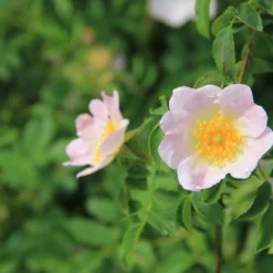 Rose Canina (Hundsrose)