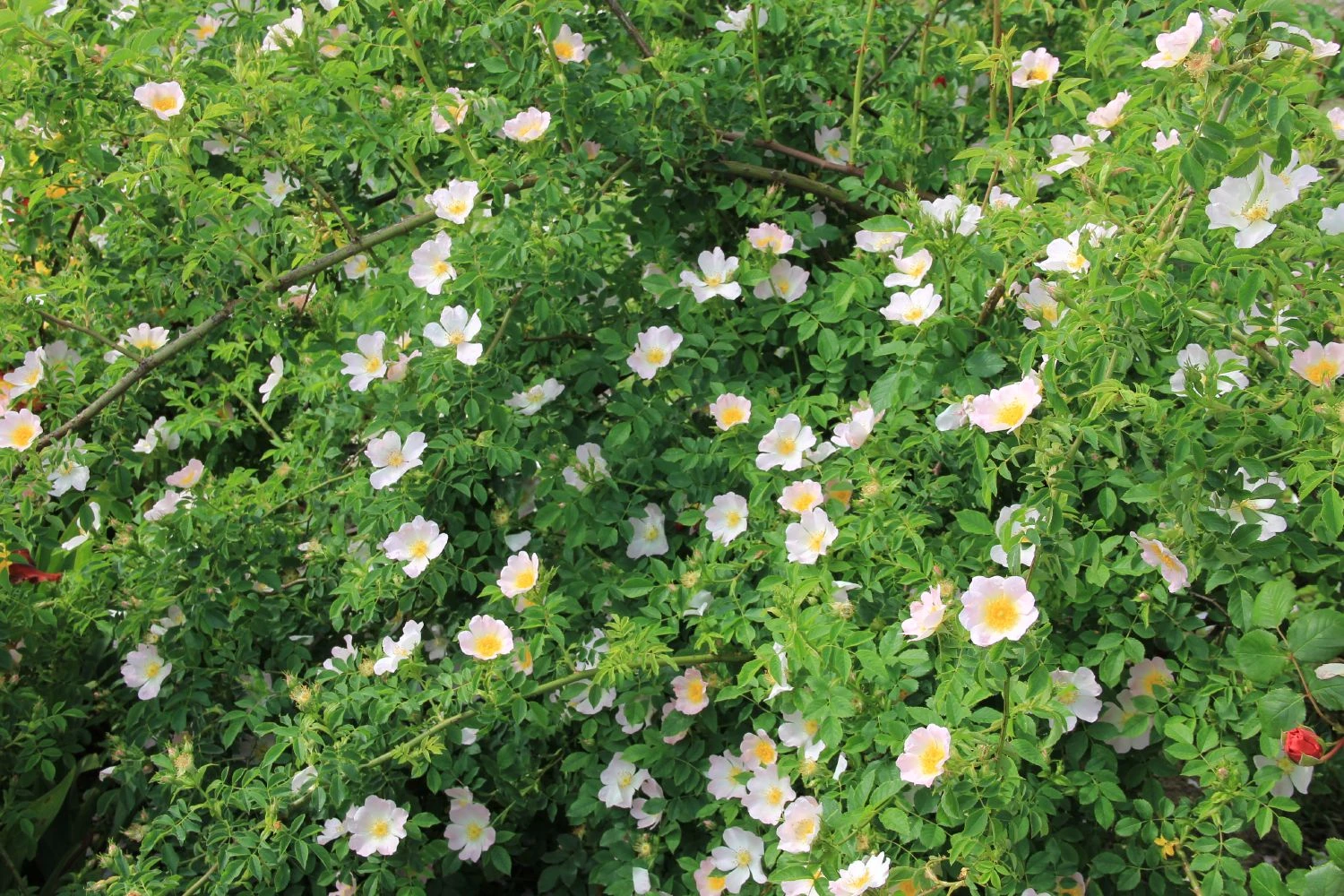 Rose Canina (Hundsrose) 4 Rose Canina (Hundsrose) – Bild 2