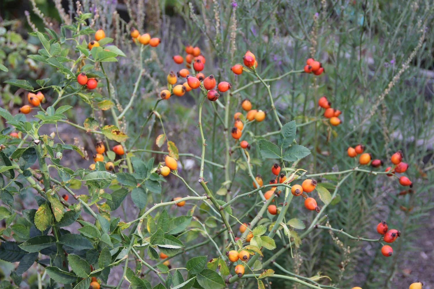 Rose Canina (Hundsrose) 5 Rose Canina (Hundsrose) – Bild 3