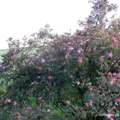 Rose Glauca (Hechtrose) -Gartenpflanzen Verkaufsladen 21710 Rose 20glauca Hechtrose 2