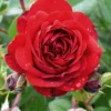 Rose 'Belkanto' (Kletterrose)