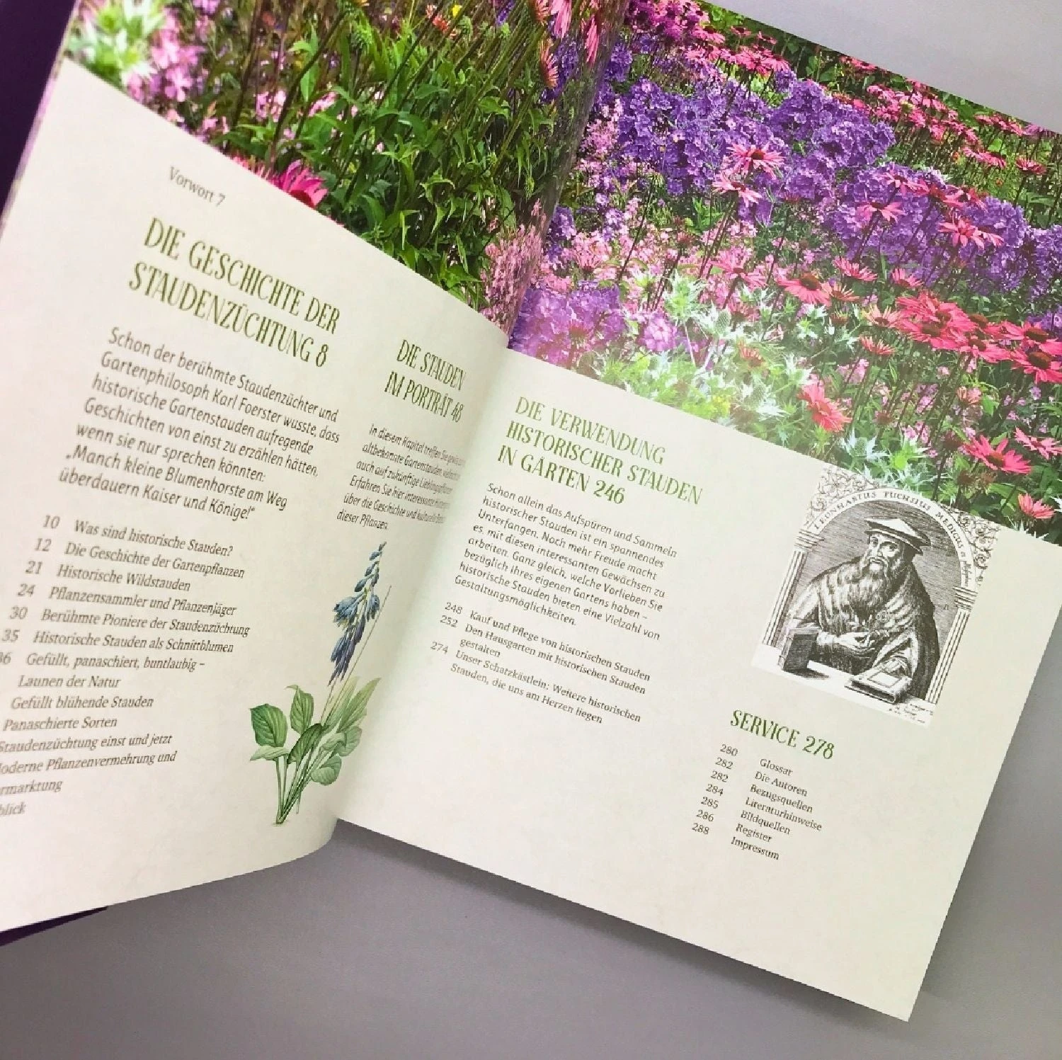 Alte Stauden Schätze (Dieter Gaißmayer) 6 Alte Stauden Schätze (Dieter Gaißmayer) – Bild 4